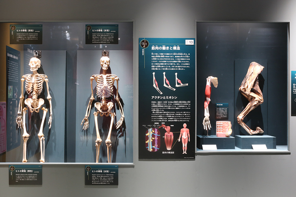 国立科学博物館「人体 －神秘への挑戦－」
