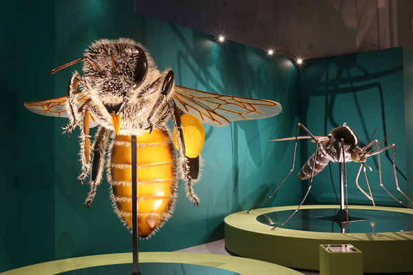 国立科学博物館で、初めての大規模「昆虫」展 | ニュース