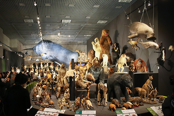 科博で海と陸の哺乳類、約200種が大行進 ── 国立科学博物館で「大哺乳類展2 ― みんなの生き残り作戦」