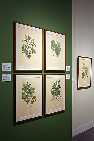 Bunkamura ザ・ミュージアム「キャプテン・クック探検航海と『バンクス花譜集』展」 Bunkamura ザ・ミュージアム「キャプテン・クック探検航海と『バンクス花譜集』展」