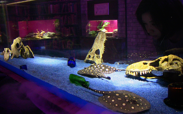 サンシャイン水族館で「毒毒毒毒毒毒毒毒毒展・痛(もうどく展2)」 サンシャイン水族館で「毒毒毒毒毒毒毒毒毒展・痛(もうどく展2)」