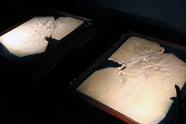 国立科学博物館「大英自然史博物館展」 国立科学博物館「大英自然史博物館展」