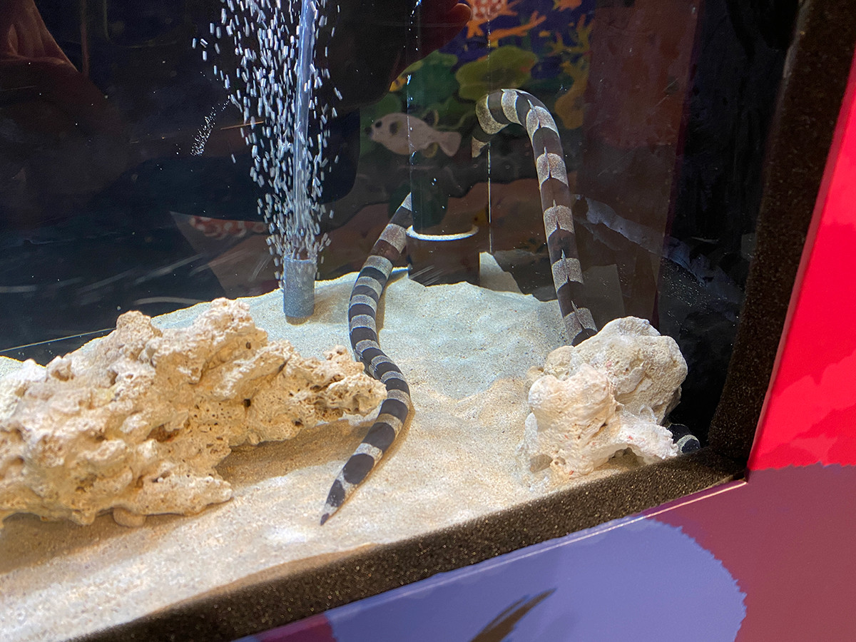 しながわ水族館「絶対に見つからないいきもの展」シマウミヘビ