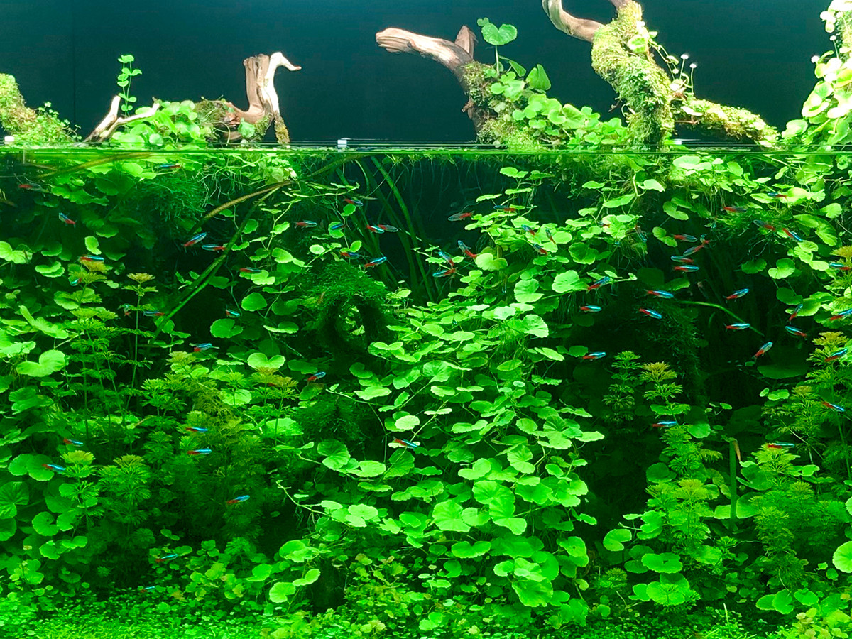 かつてない水草の世界を体感 ー Gallery AaMo | ニュース