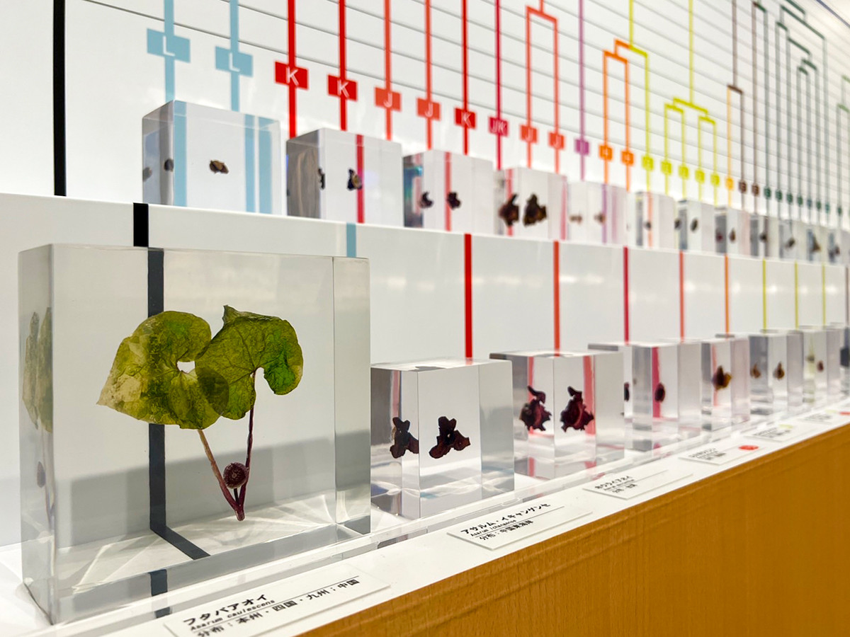 国立科学博物館「発見!日本の生物多様性」会場