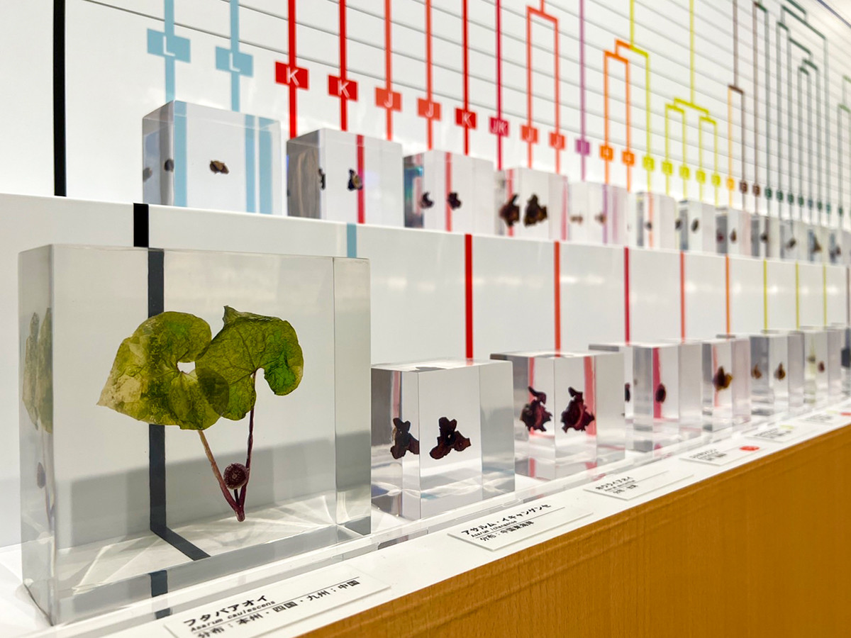 国立科学博物館「発見！日本の生物多様性」会場