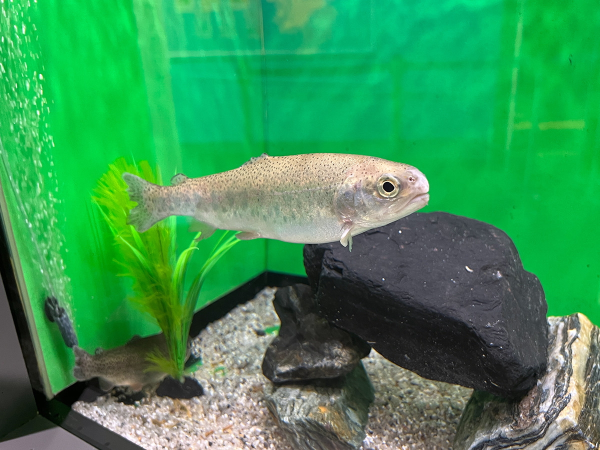 サンシャイン水族館「美味しくてすごい生き物展~美食奇食珍食生物図鑑~」会場より サーモンの真実「ニジマス」