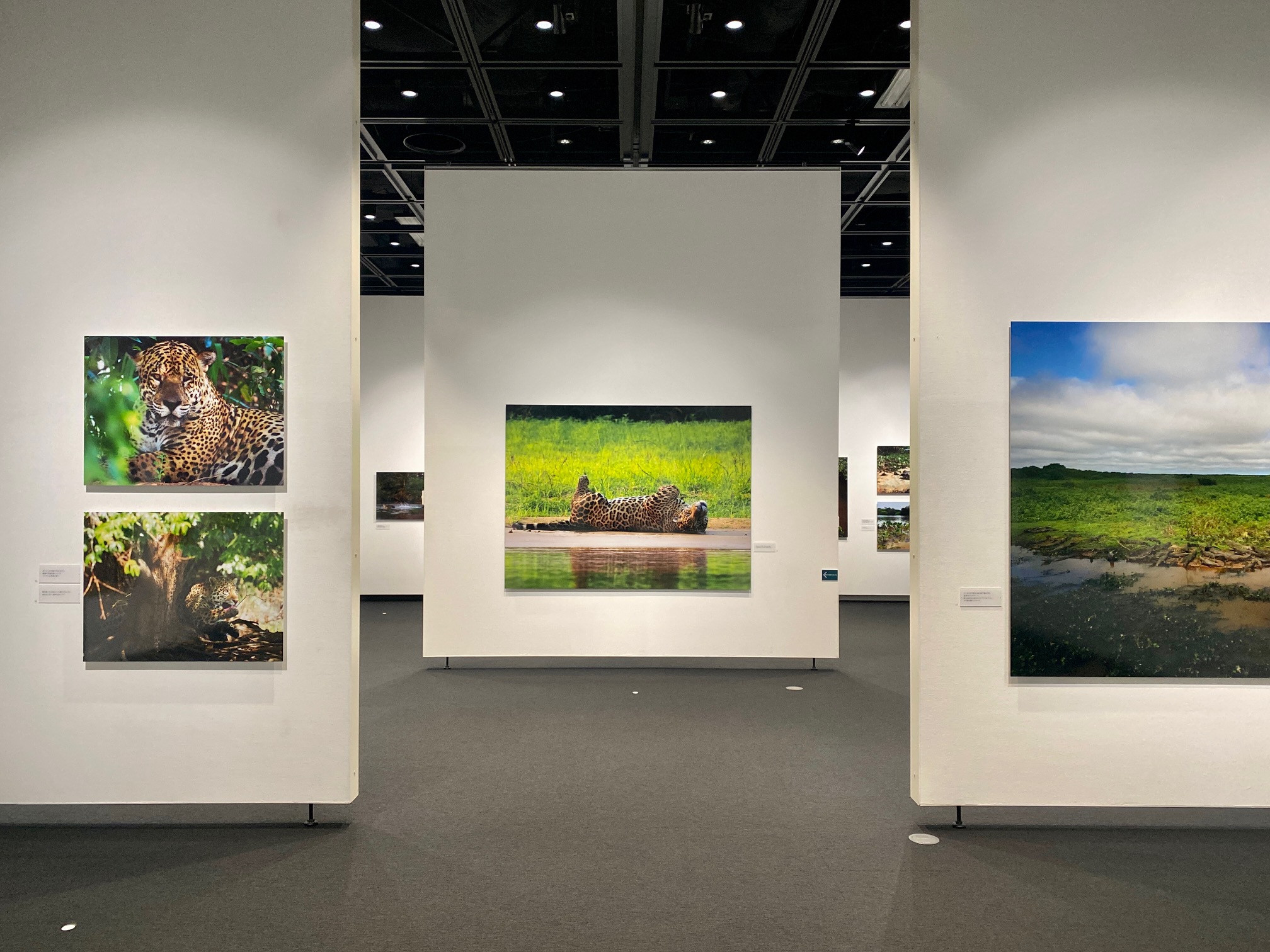 東京都写真美術館「岩合光昭写真展 PANTANAL　パンタナール 清流がつむぐ動物たちの大湿原」会場 