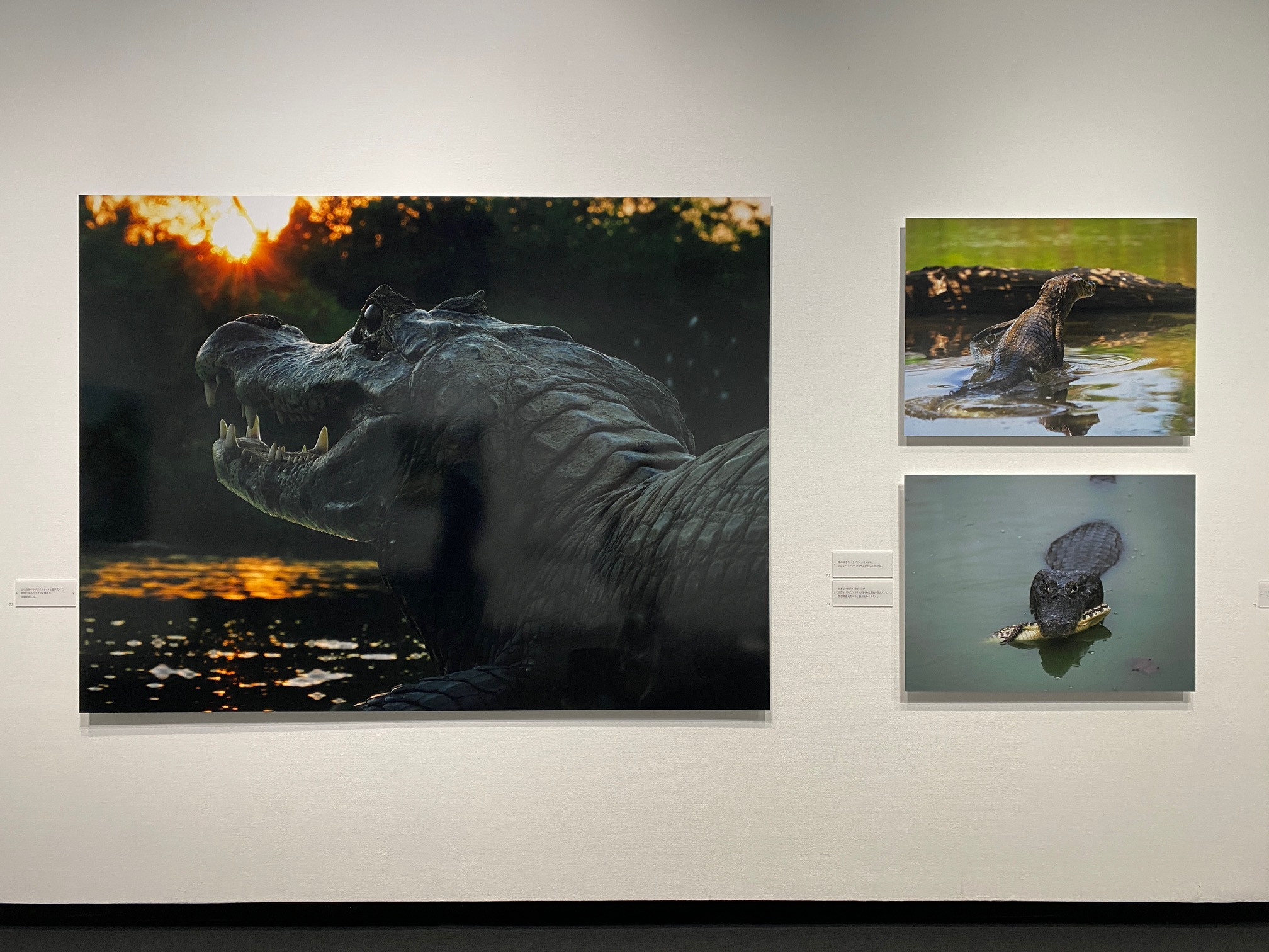 東京都写真美術館「岩合光昭写真展 PANTANAL　パンタナール 清流がつむぐ動物たちの大湿原」会場 