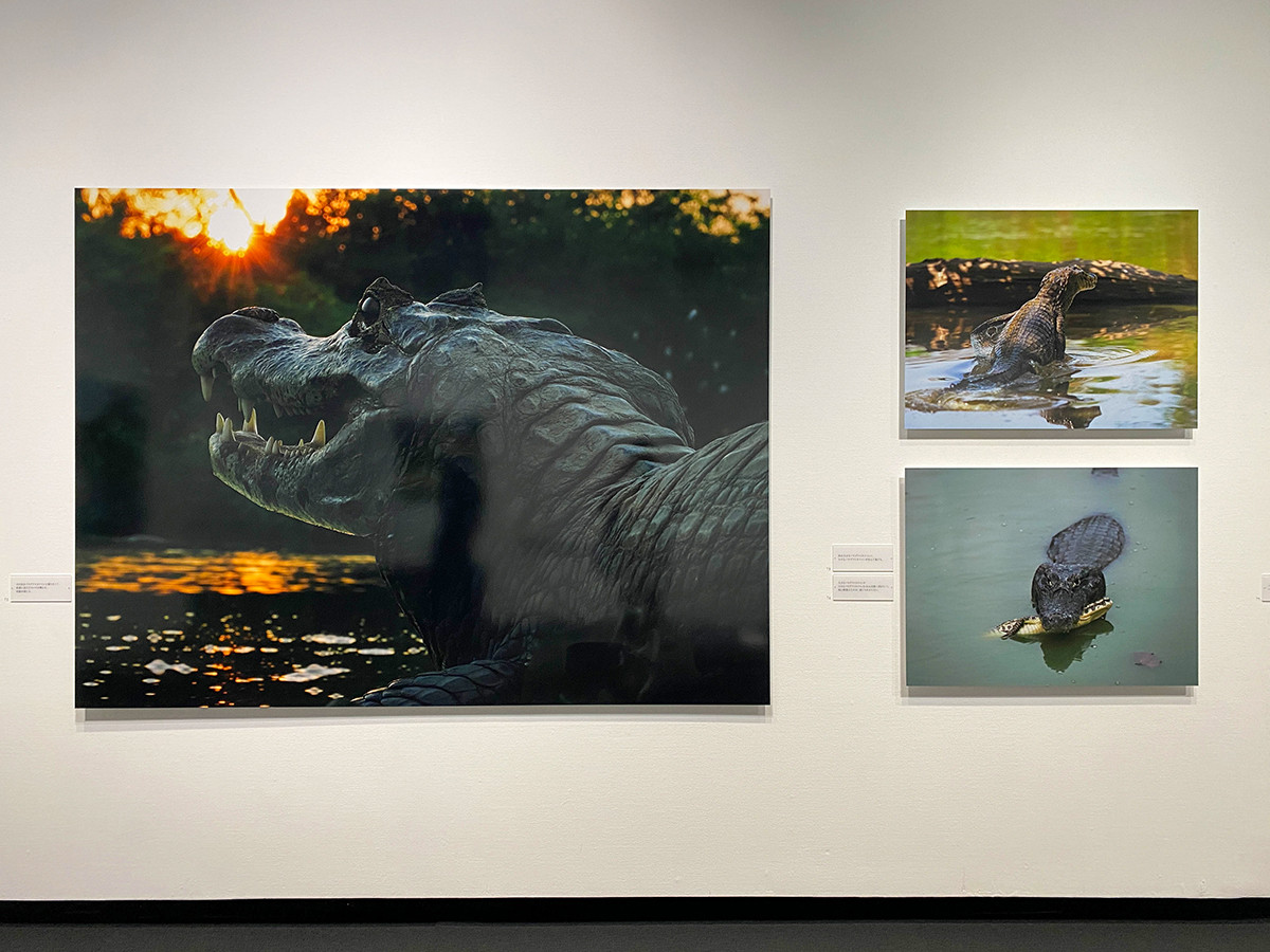 岩合光昭写真展 Pantanal レポート アイエム インターネットミュージアム