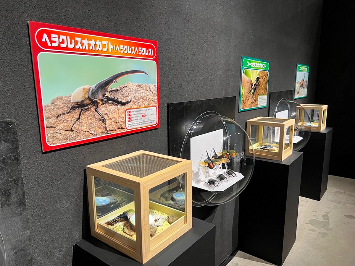 Gallery AaMo（ギャラリー アーモ）「ファーブルに学ぶ！体感する昆虫展 TOKYO」会場