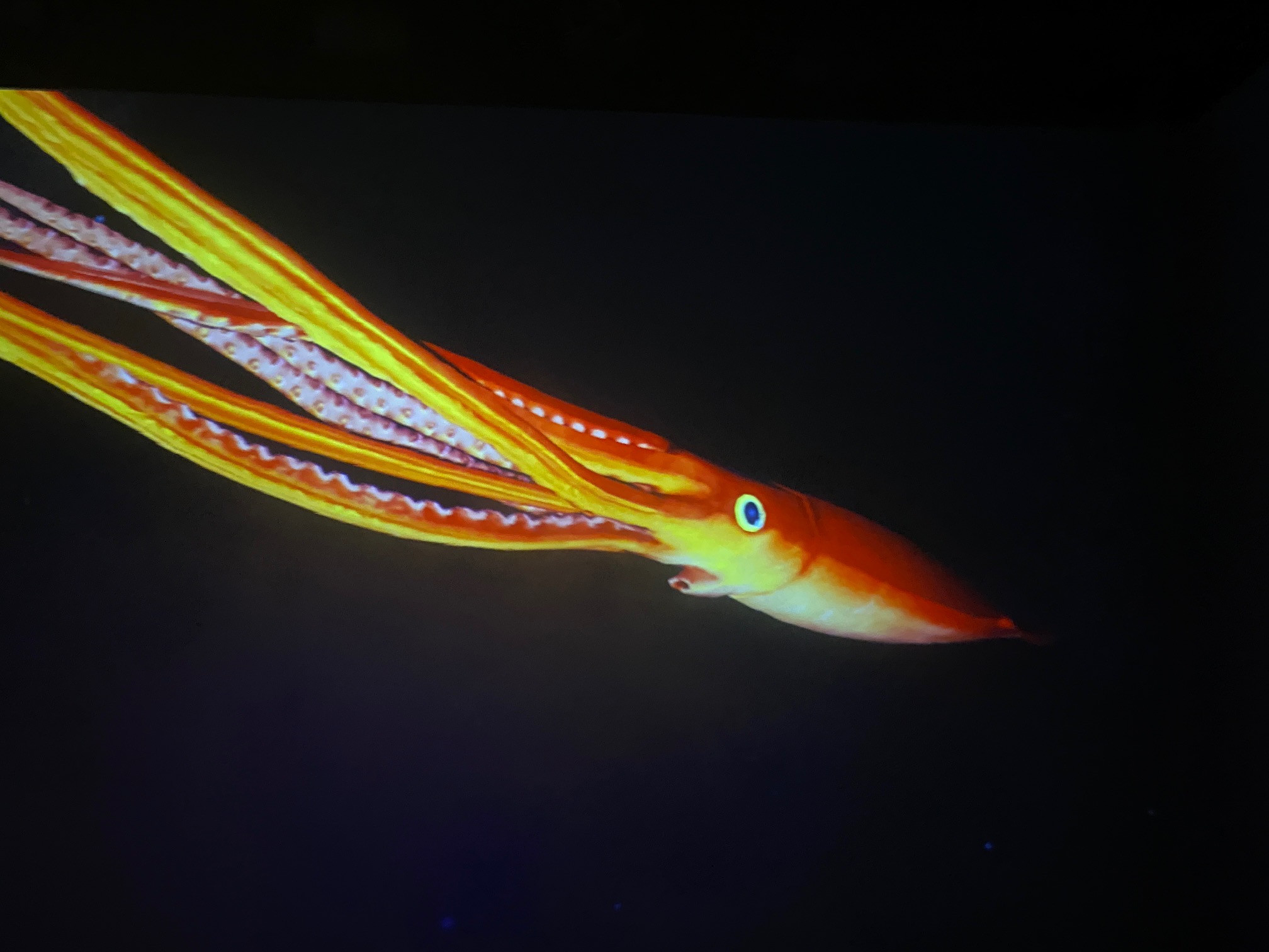 「ZUKAN MUSEUM GINZA」会場 「ディープシー(深海)ゾーン」に登場するダイオウイカ