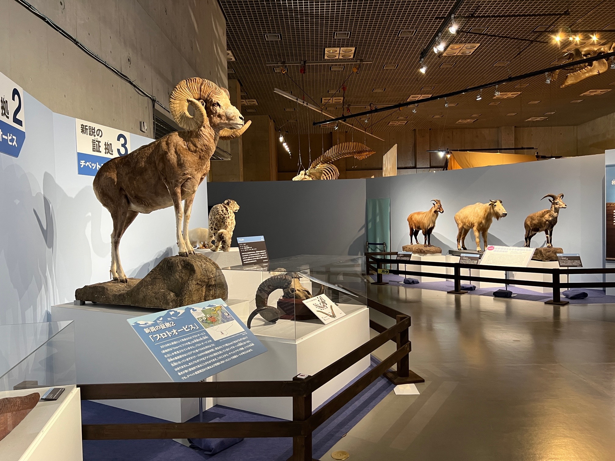 国立科学博物館「化石ハンター展 ~ゴビ砂漠の恐竜とヒマラヤの超大型獣~」会場