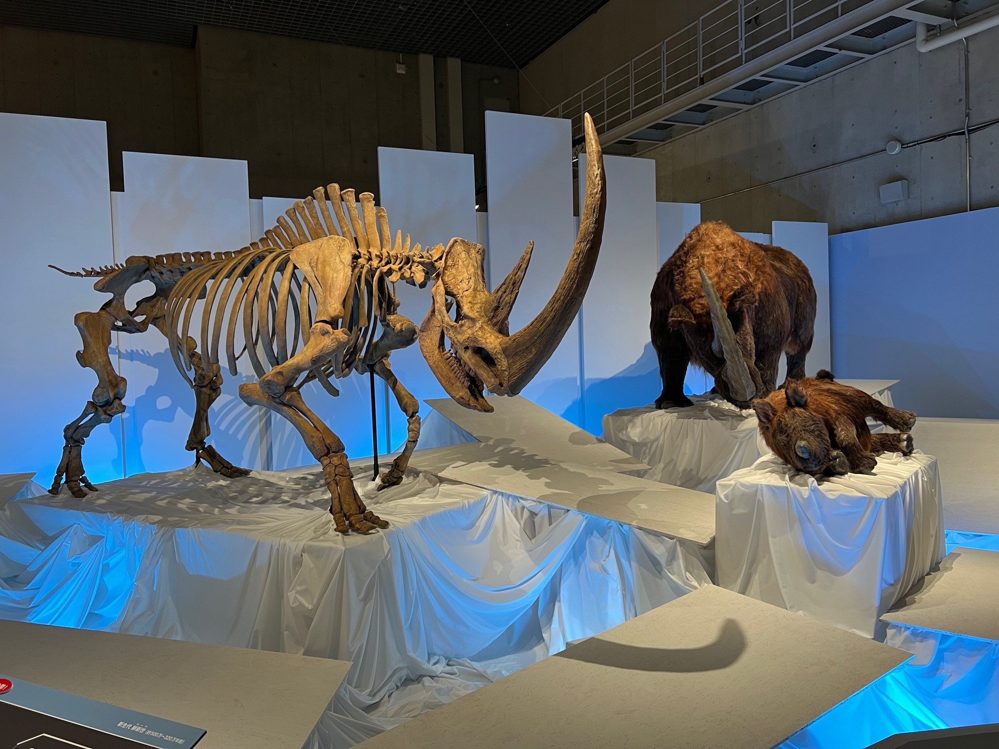 国立科学博物館「化石ハンター展 ～ゴビ砂漠の恐竜とヒマラヤの超大型獣～」会場