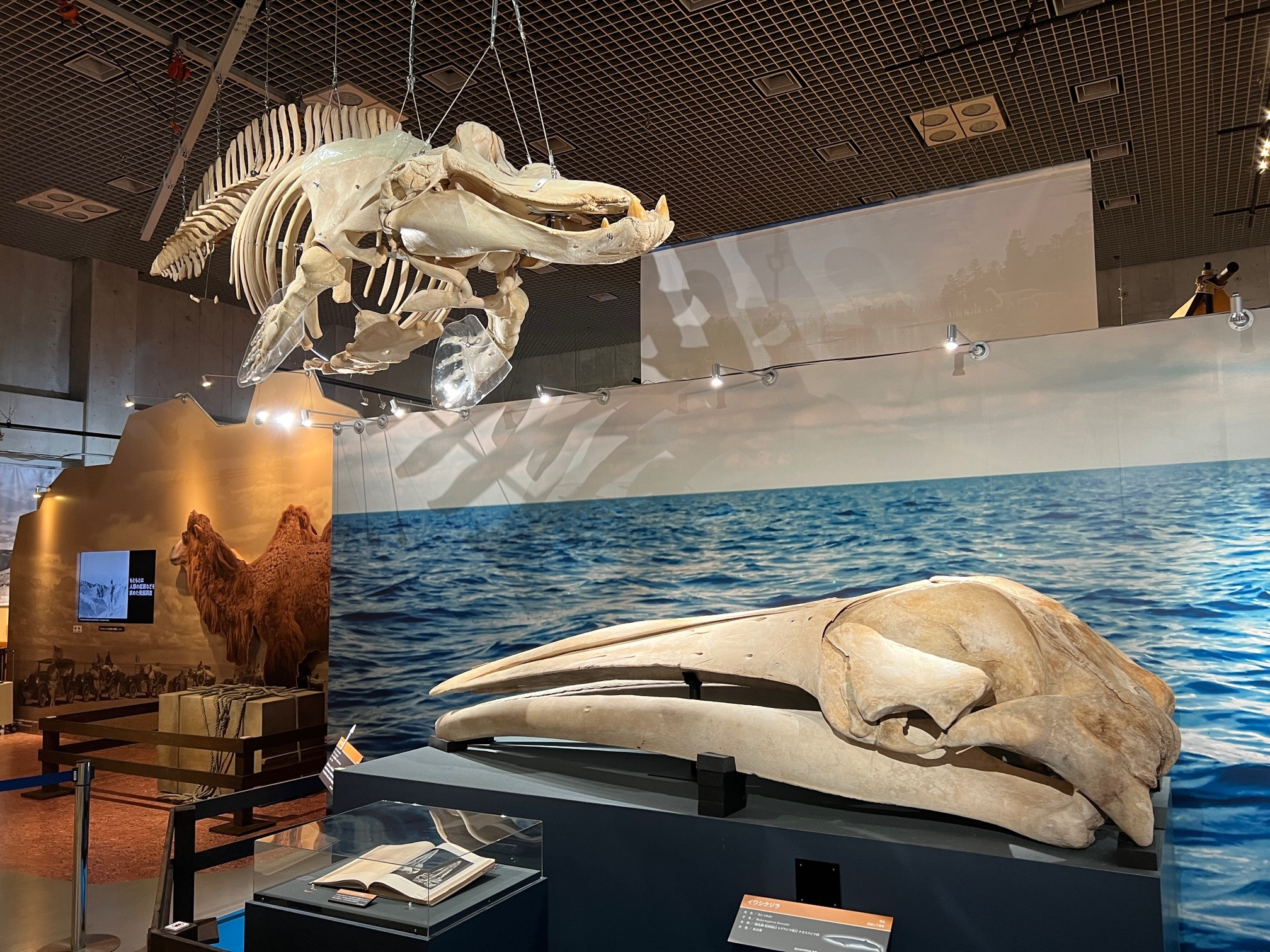 国立科学博物館「化石ハンター展 ～ゴビ砂漠の恐竜とヒマラヤの超大型獣～」会場