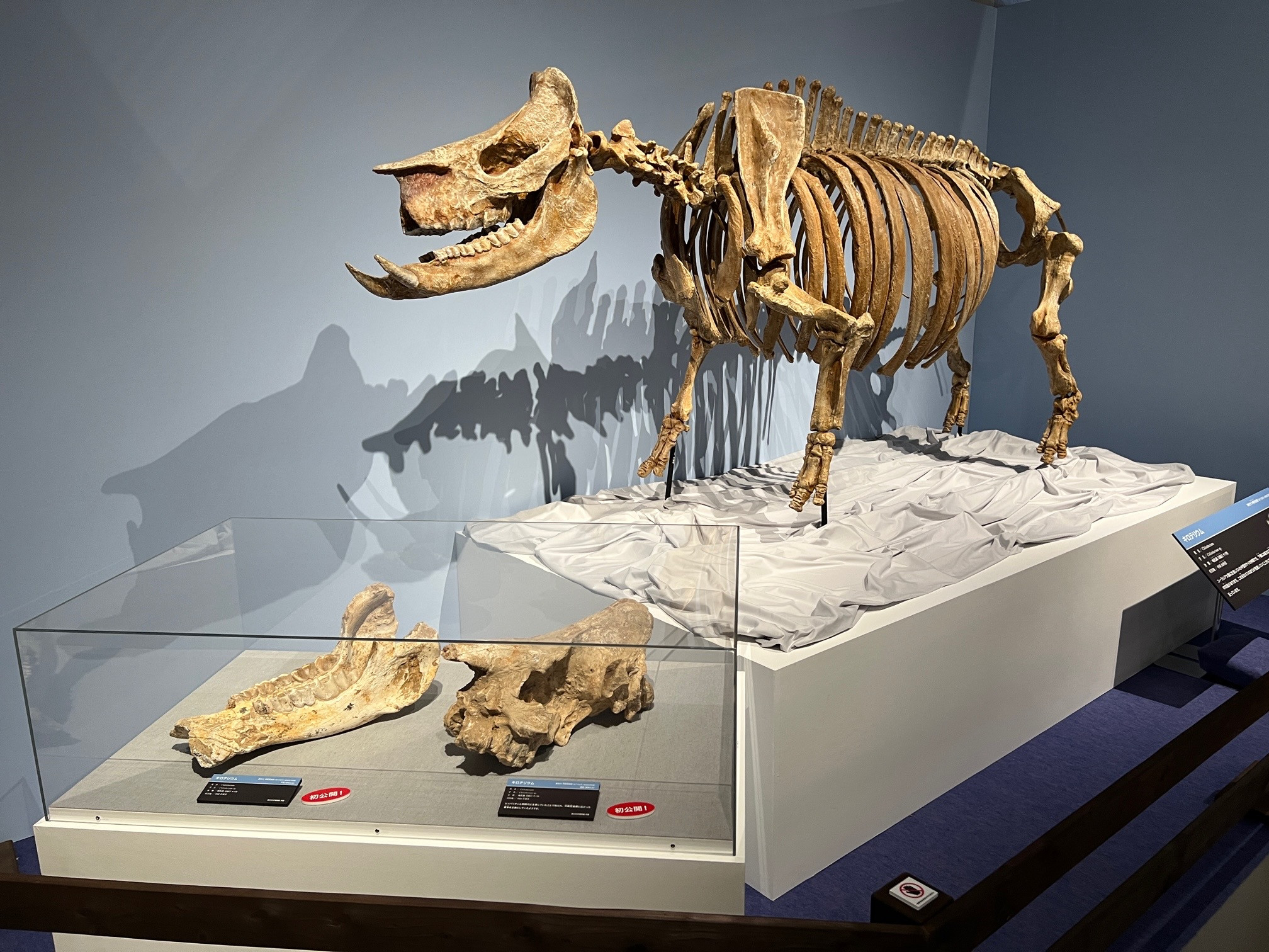 国立科学博物館「化石ハンター展 ～ゴビ砂漠の恐竜とヒマラヤの超大型獣～」会場