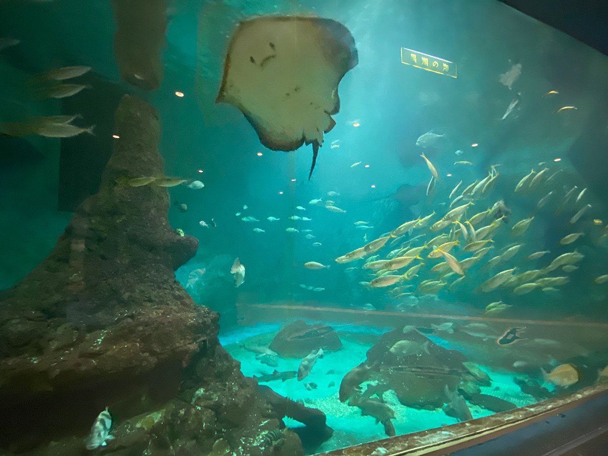 和歌山県立自然博物館　展示室