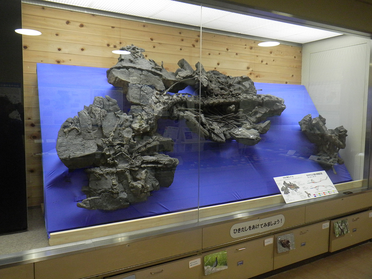 和歌山県立自然博物館　モササウルス類化石の産状レプリカ