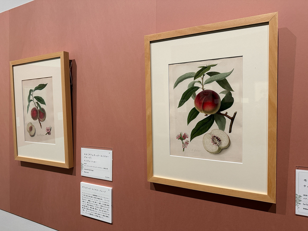 SOMPO美術館「おいしいボタニカル・アート　食を彩る植物のものがたり」会場