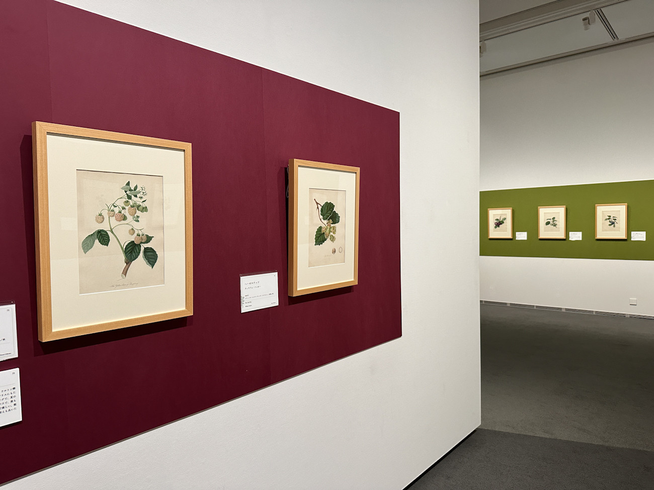 SOMPO美術館「おいしいボタニカル・アート　食を彩る植物のものがたり」会場