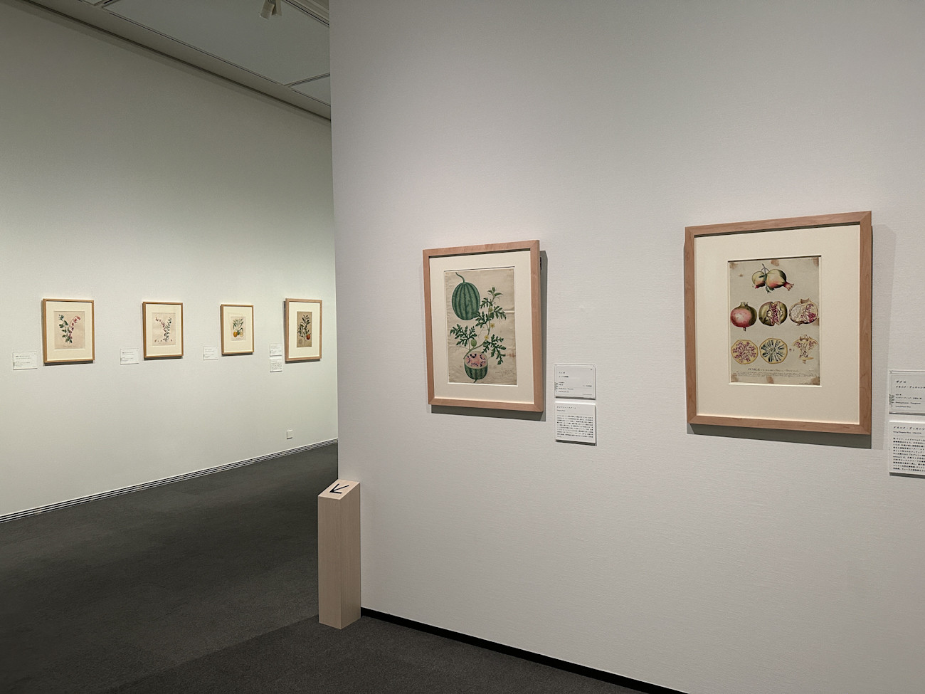 SOMPO美術館「おいしいボタニカル・アート　食を彩る植物のものがたり」会場