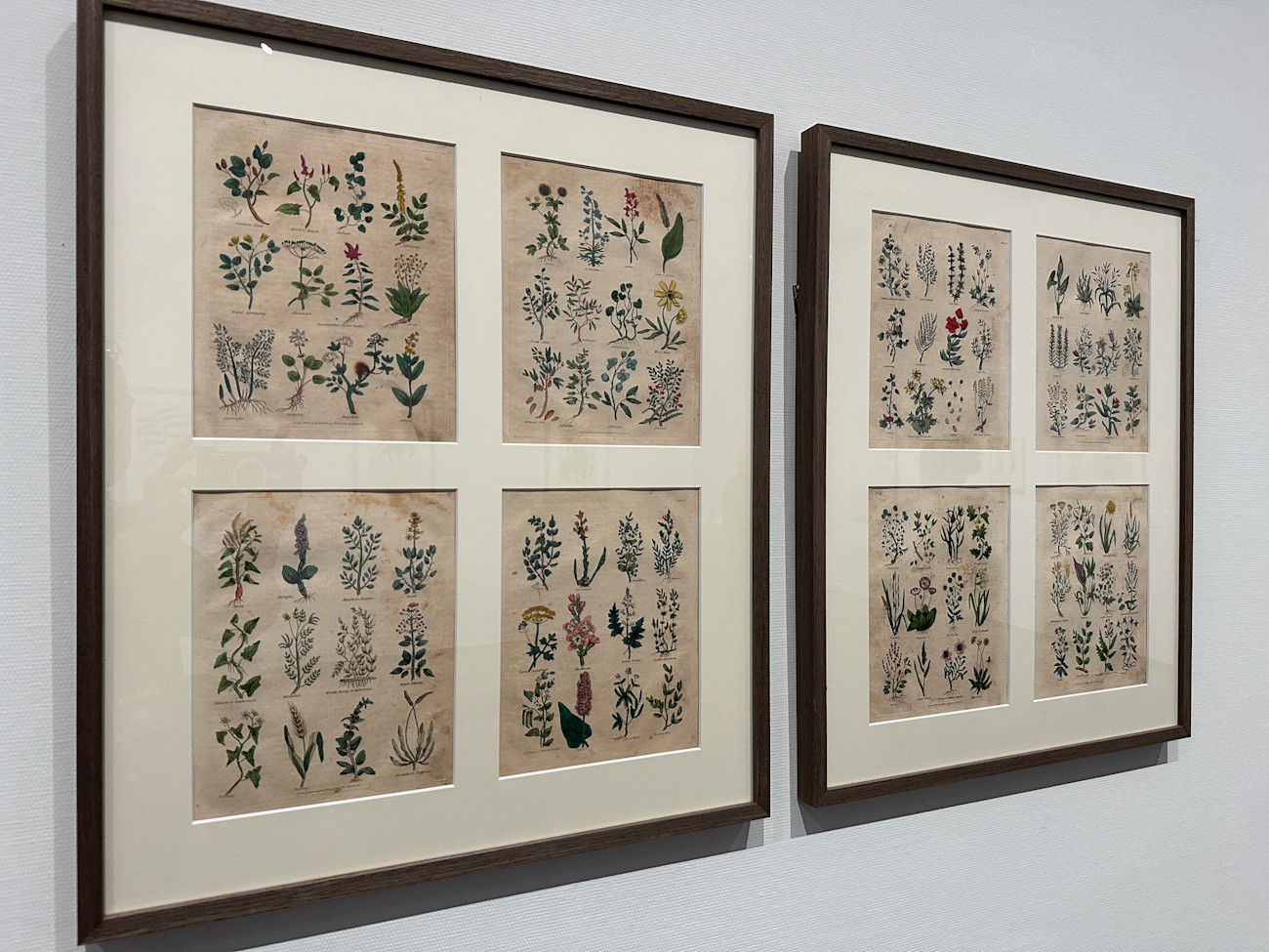 SOMPO美術館「おいしいボタニカル・アート　食を彩る植物のものがたり」会場