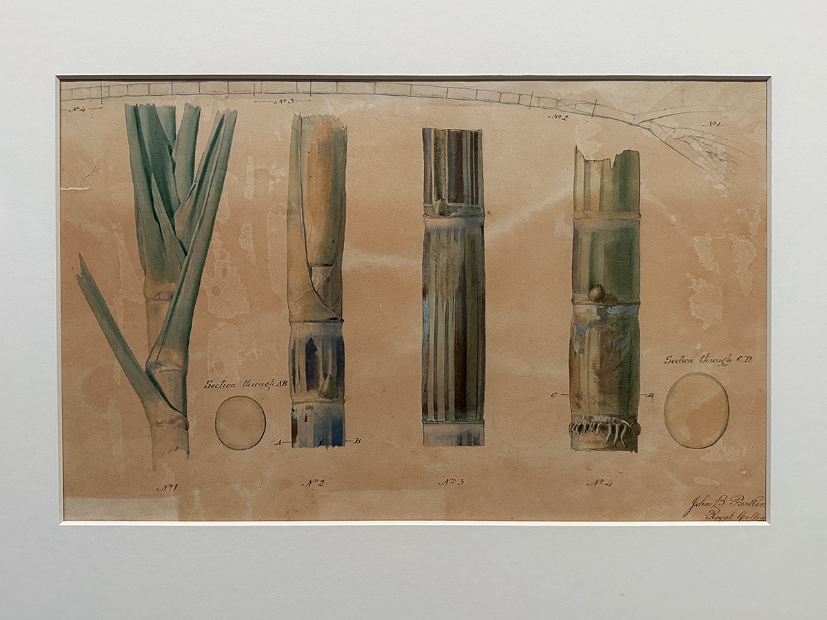 SOMPO美術館「おいしいボタニカル・アート　食を彩る植物のものがたり」会場より　■第3章-4「砂糖（サトウキビ）」　ジョン・B・パーカー《サトウキビ》制作年不明（おそらく19世紀）キュー王立植物園