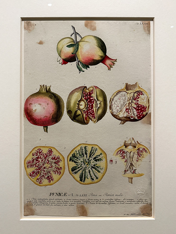 SOMPO美術館「おいしいボタニカル・アート　食を彩る植物のものがたり」会場より　第4章「あこがれの果物」　ゲオルク・ディオニシウス・エーレット《ザクロ》1771年 キュー王立植物園