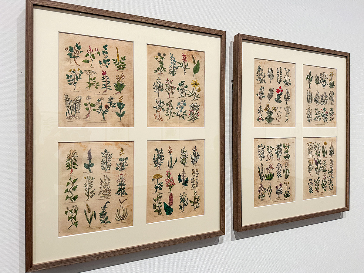 SOMPO美術館「おいしいボタニカル・アート　食を彩る植物のものがたり」会場より　第5章「ハーブ＆スパイス」展示風景