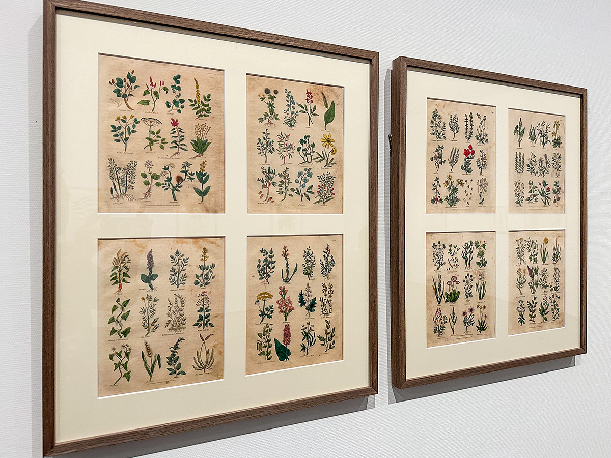 SOMPO美術館「おいしいボタニカル・アート　食を彩る植物のものがたり」会場より　第5章「ハーブ＆スパイス」展示風景