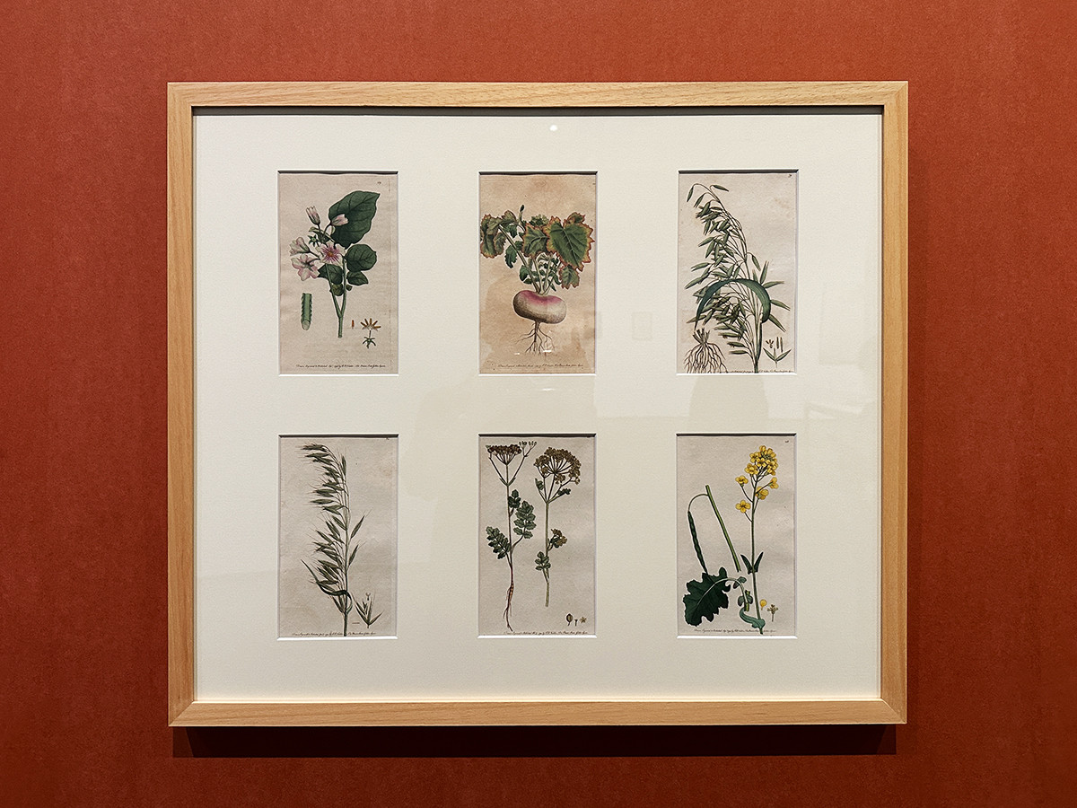 SOMPO美術館「おいしいボタニカル・アート　食を彩る植物のものがたり」会場より　第1章「大地の恵み　野菜」より　フレデリック・ポリドール・ノッダー『フローラ・ルスティカ』の作品群