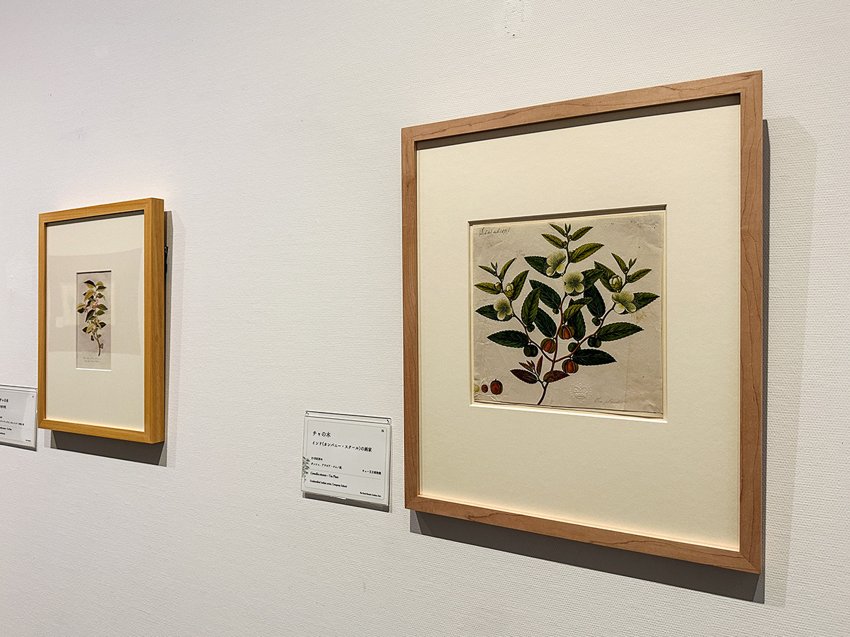 SOMPO美術館「おいしいボタニカル・アート　食を彩る植物のものがたり」会場より　第3章「日々の暮らしを彩る飲み物」 1「茶」展示風景</p>