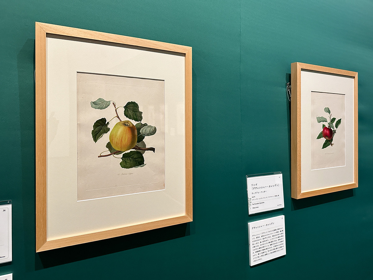SOMPO美術館「おいしいボタニカル・アート　食を彩る植物のものがたり」会場より　第2章「イギリスで愛された果実『ポモナ・ロンディネンシス』」展示風景