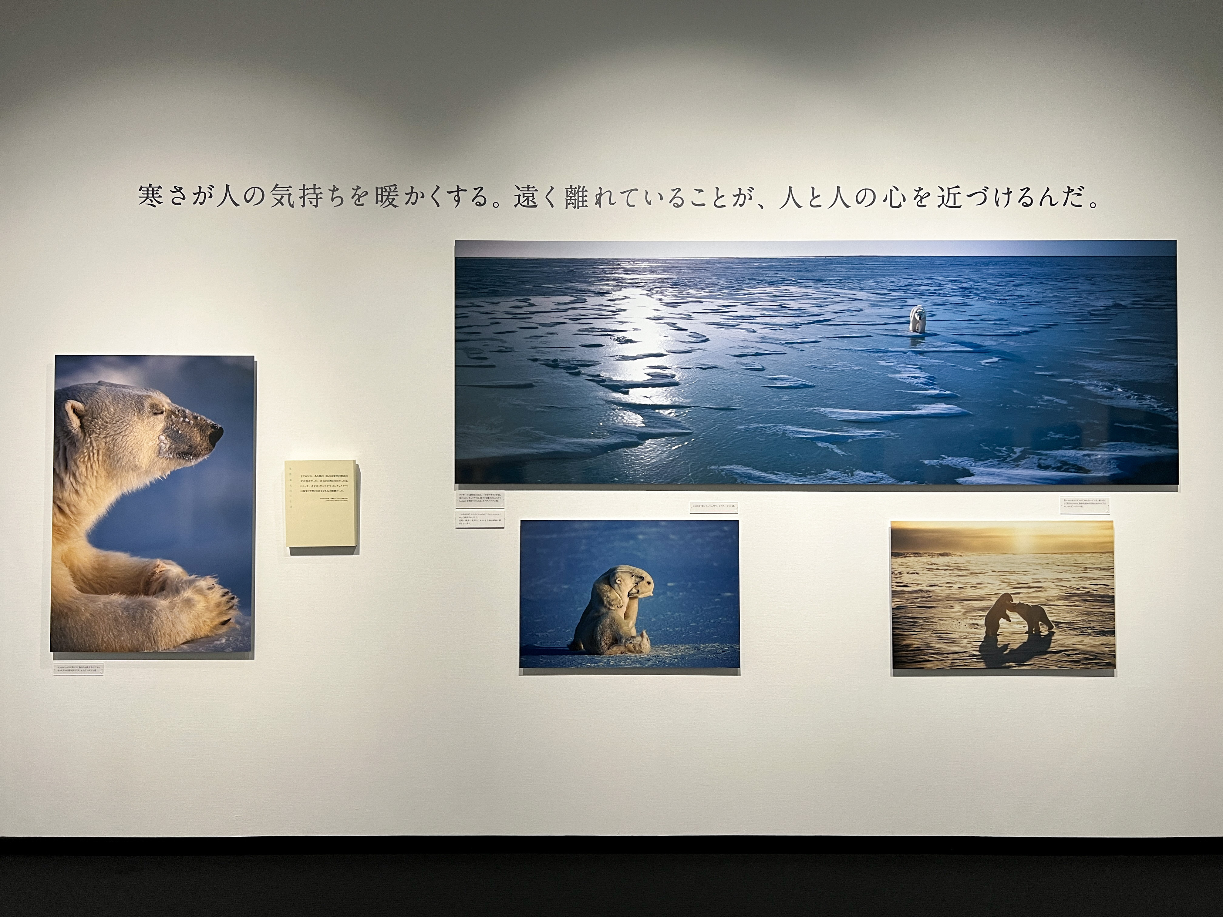 東京都写真美術館「星野道夫 悠久の時を旅する」会場