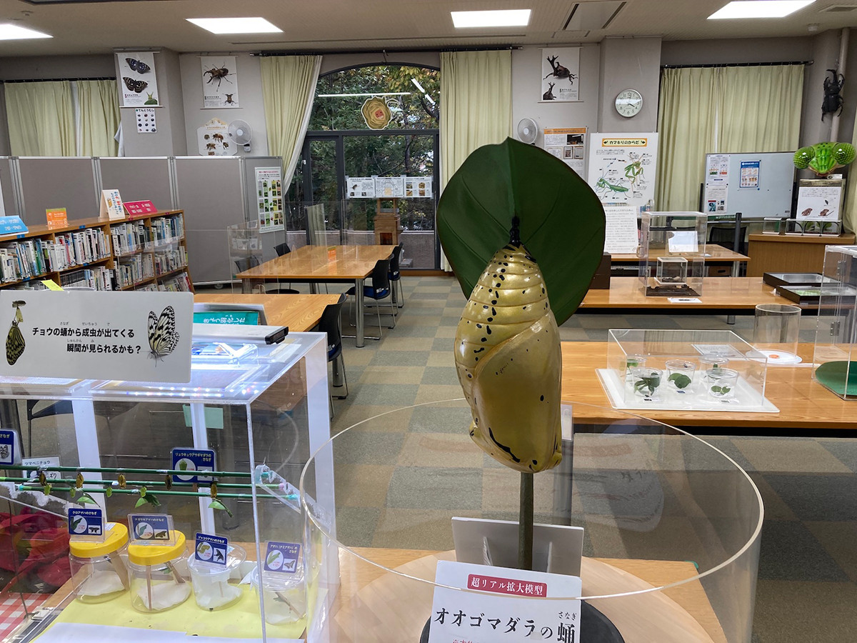 伊丹市昆虫館　学習室