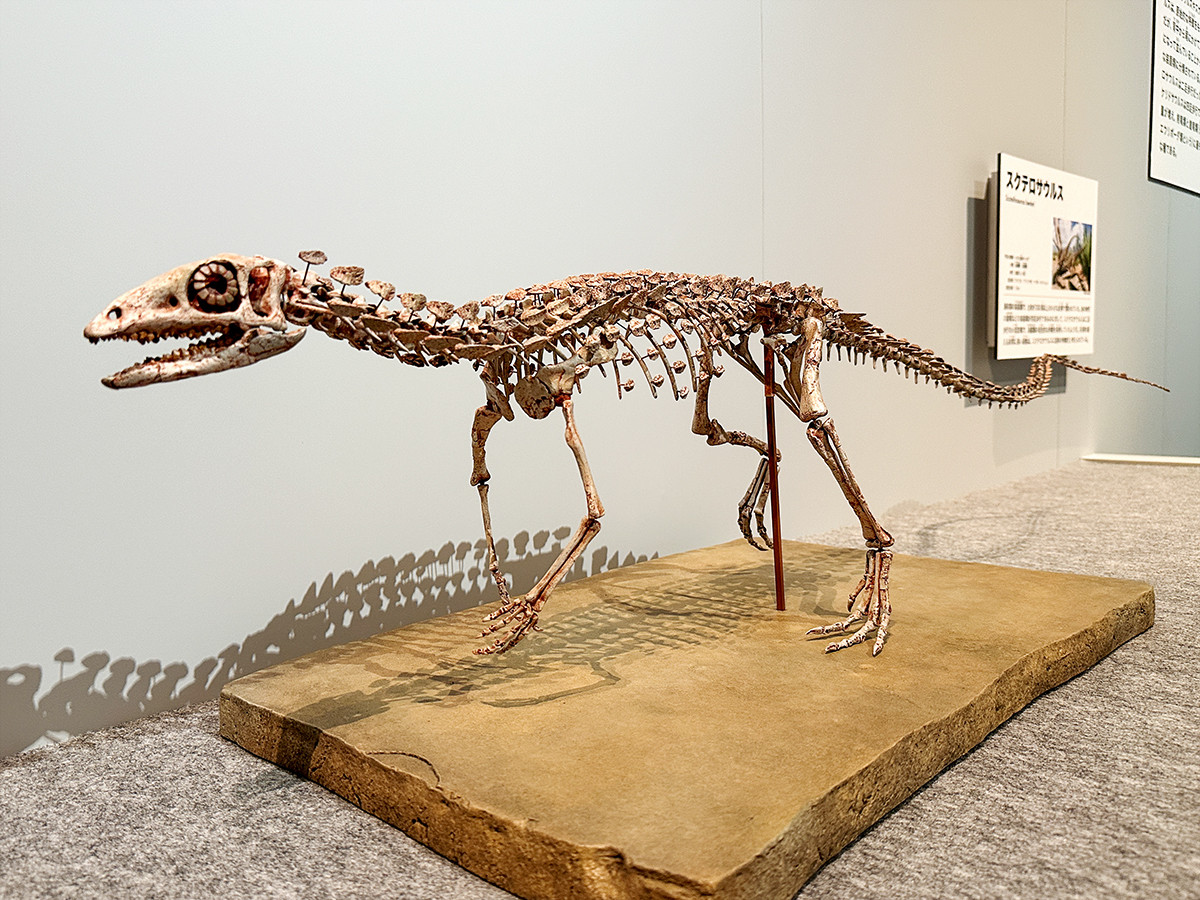 国立科学博物館「恐竜博2023」会場より　スクテロサウルス