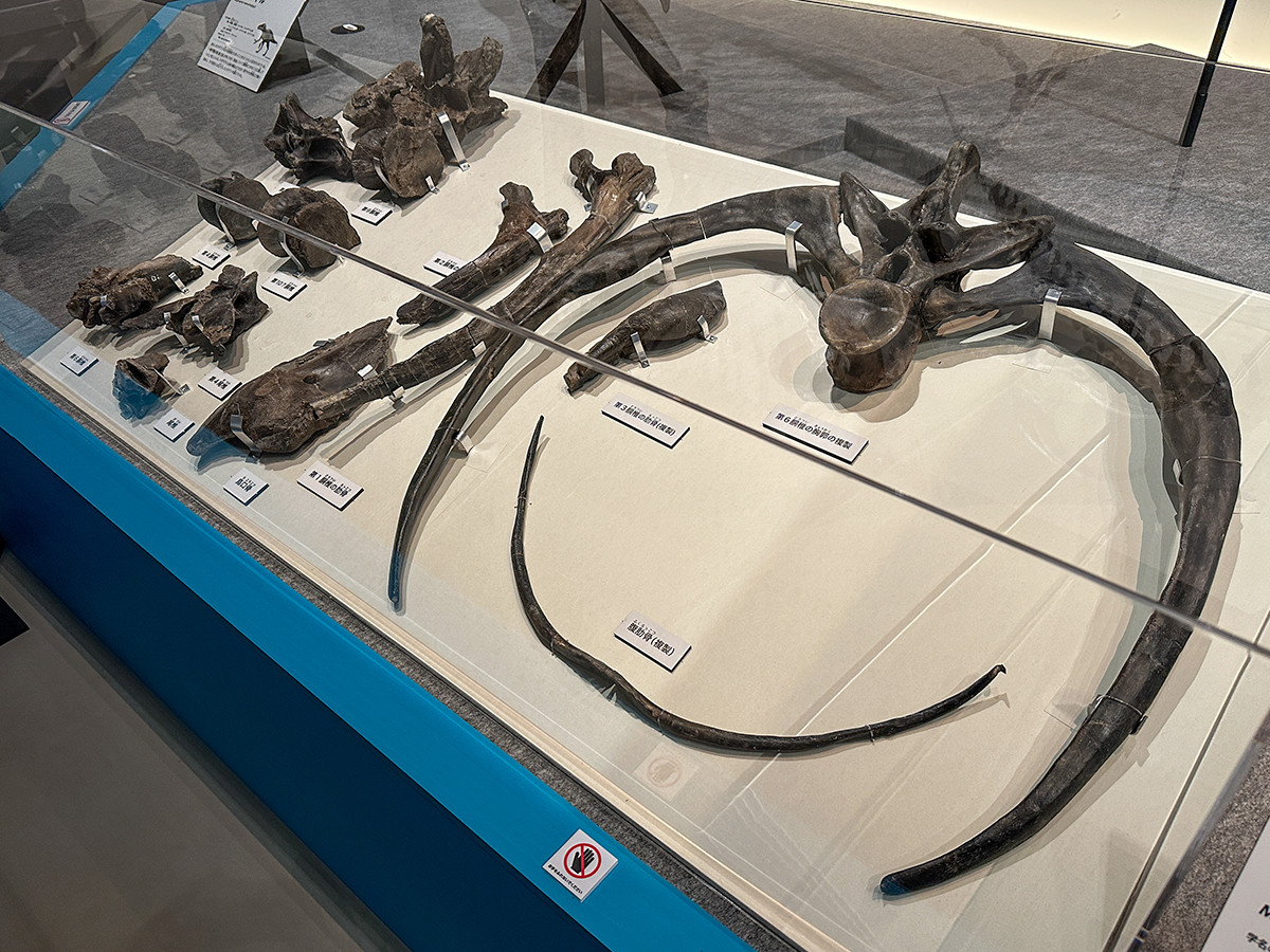 国立科学博物館「恐竜博2023」会場より　マイプ　ホロタイプ標本（実物）パドレ・モーリナ博物館