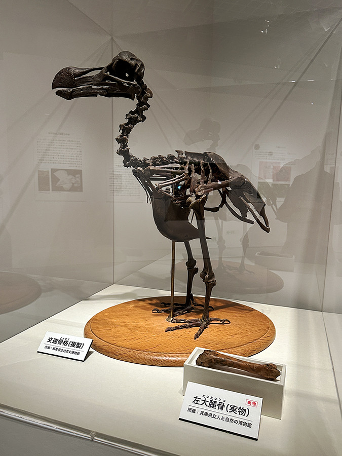 国立科学博物館「恐竜博2023」会場より　（奥）ドードー　交連骨格（複製）群馬県立自然史博物館