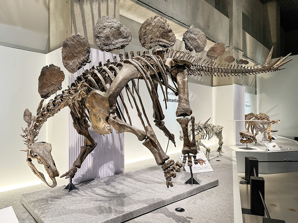 国立科学博物館「恐竜博2023」会場より　第1章「装盾類の進化」