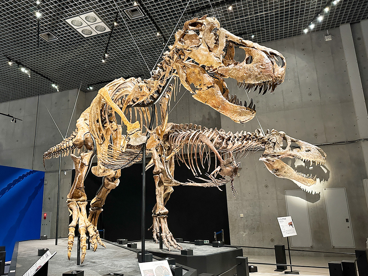 国立科学博物館「恐竜博2023」会場より　ティラノサウルス　（手前）「タイソン」タイソン ティラノサウルスレックス合同会社 ／ （奥）「スコッティ」むかわ町穂別博物館 ©Courtesy of The Royal Saskatchewan Museum