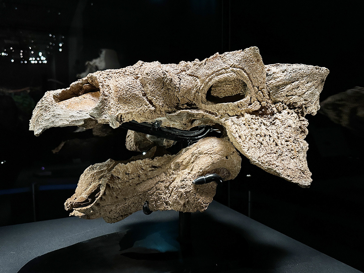 国立科学博物館「恐竜博2023」会場より　ズール・クルリヴァスタトル　頭骨（実物）ロイヤルオンタリオ博物館