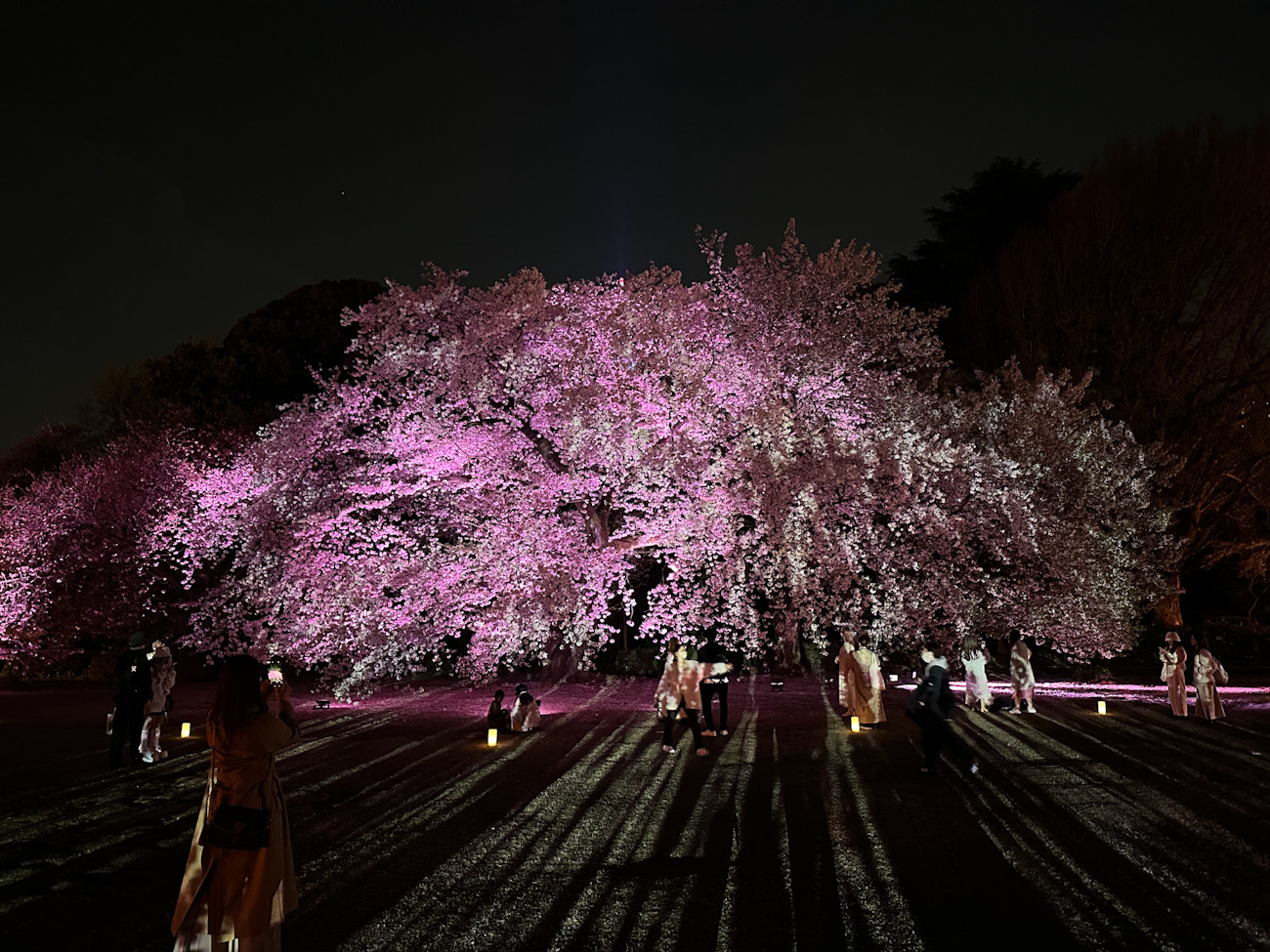 「NAKED桜の新宿御苑2023」会場