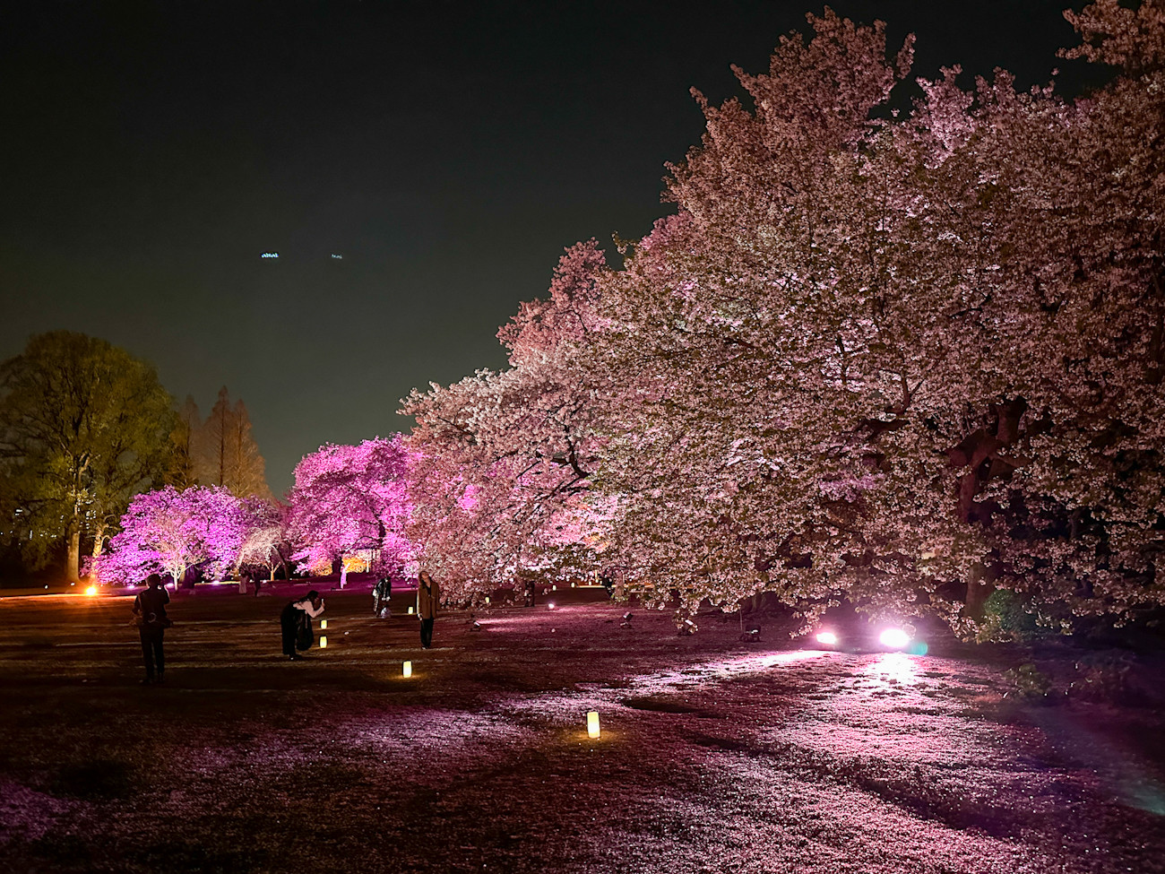 「NAKED桜の新宿御苑2023」会場