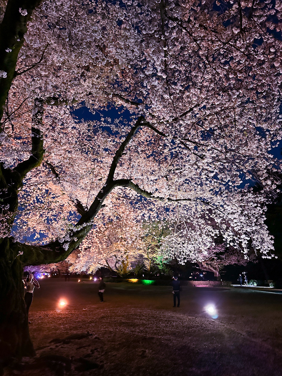 「NAKED桜の新宿御苑2023」会場