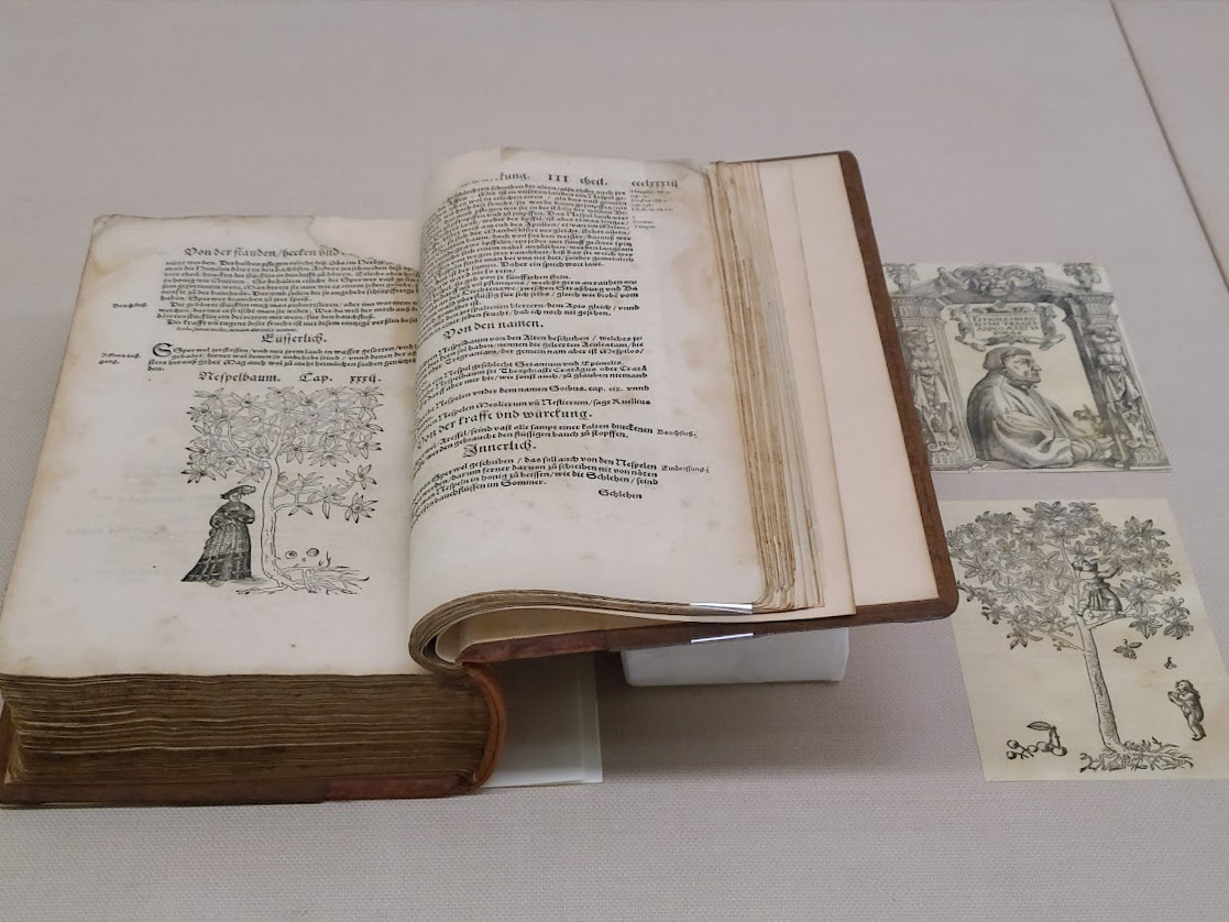 ヒエロニムス・ボック（著）『本蔵書』（ドイツ語）1551年（初版1539年）木版　東京大学大学院理学系研究科附属植物園　
