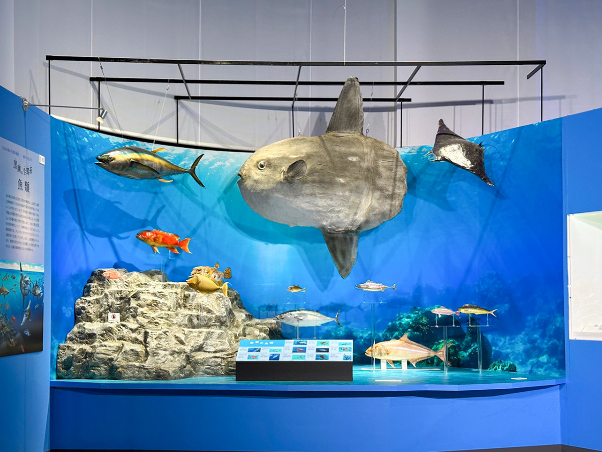 国立科学博物館「海 ―生命のみなもと―」会場