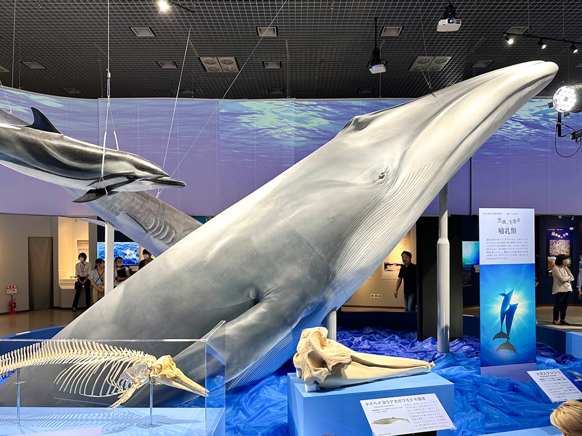 国立科学博物館「海　―生命のみなもと―」会場