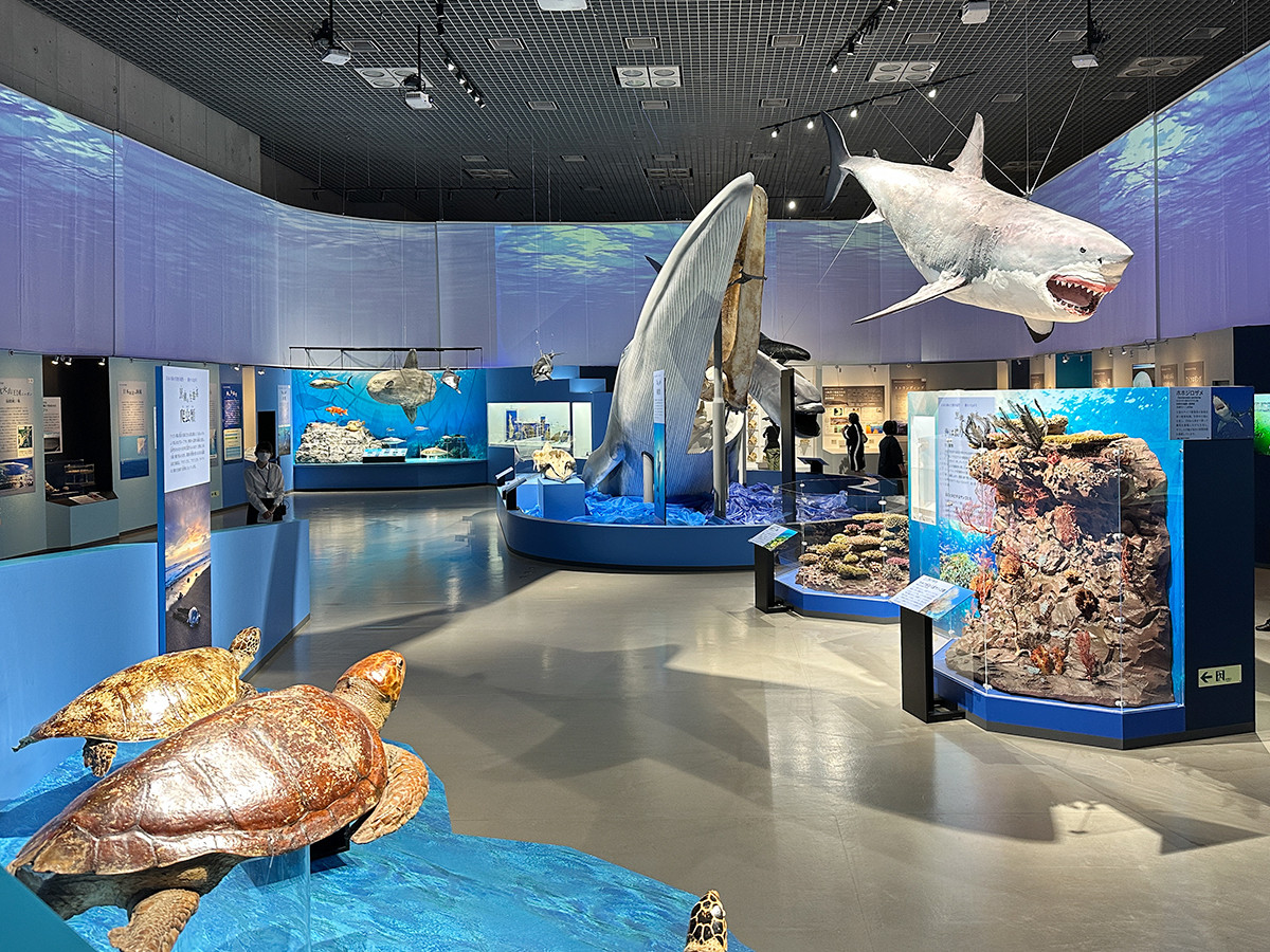 国立科学博物館　特別展「海　―生命のみなもと―」会場