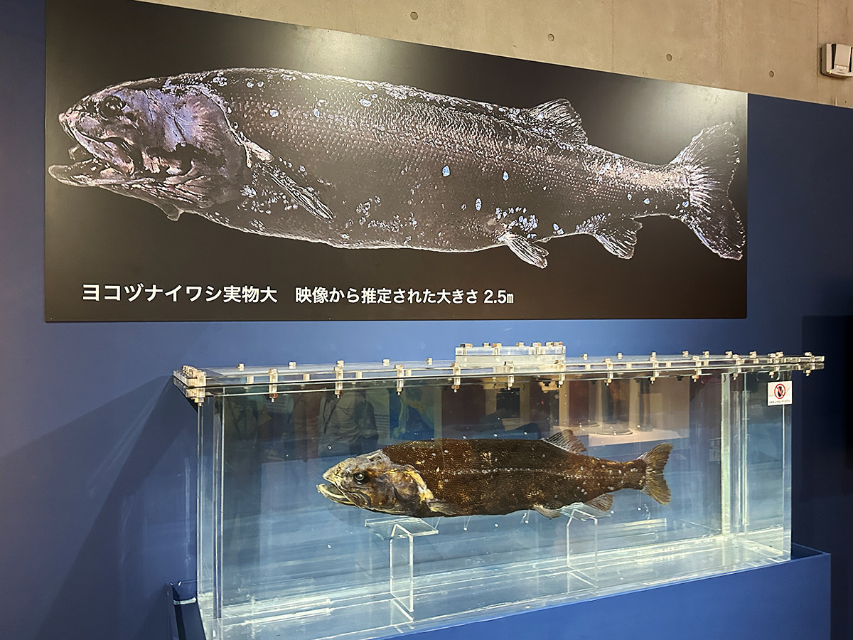 国立科学博物館　特別展「海　―生命のみなもと―」会場より　第4章「海との共存、そして未来へ」［ヨコヅナイワシ］（所蔵：海洋研究開発機構）