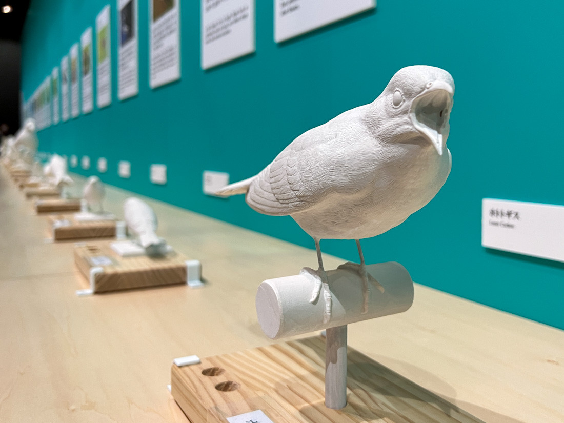 東京都美術館「いのちをうつす ―菌類、植物、動物、人間」会場